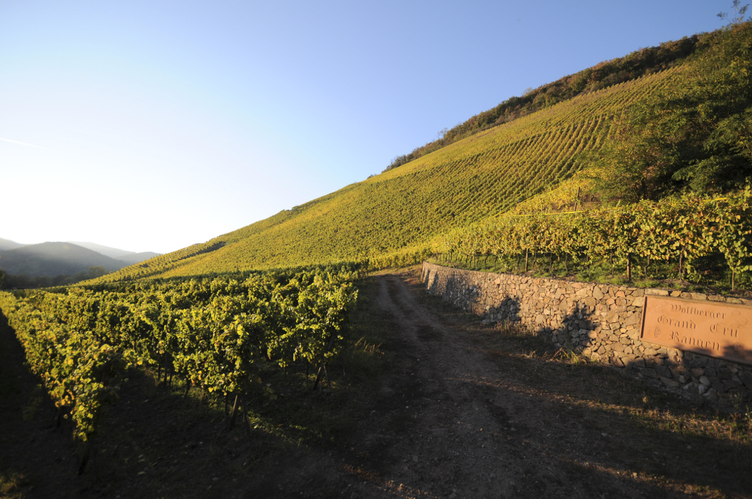 The Alsace Wine Road